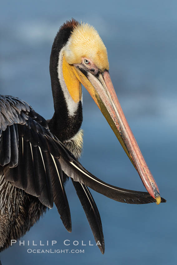 Brown pelican preening, cleaning its feathers after foraging on the ocean, with distinctive winter breeding plumage with distinctive dark brown nape, yellow head feathers, although this one displays a yellow (rather than the usual red) gular throat pouch. La Jolla, California, USA, Pelecanus occidentalis, Pelecanus occidentalis californicus, natural history stock photograph, photo id 36683