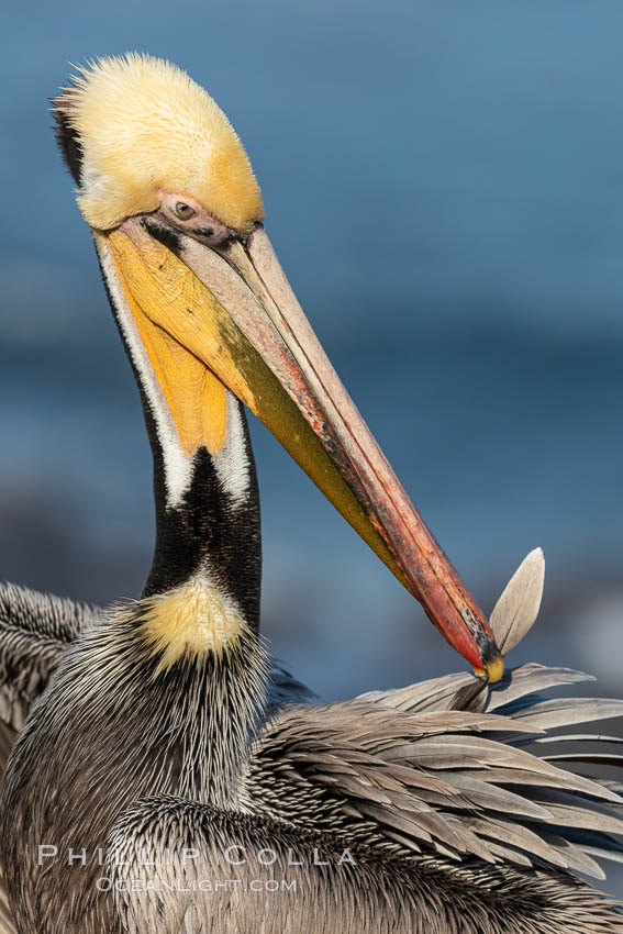 Yellow morph California brown pelican preening, cleaning its feathers after foraging on the ocean, with distinctive winter breeding plumage with distinctive dark brown nape, yellow head feathers. Note the unusual yellow gular throat pouch. La Jolla, USA, Pelecanus occidentalis, Pelecanus occidentalis californicus, natural history stock photograph, photo id 36681