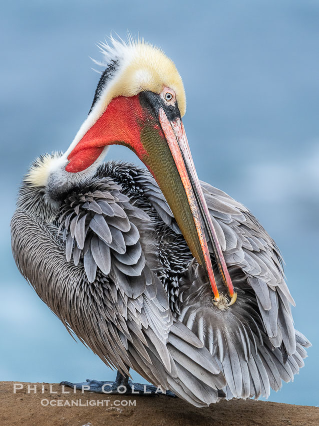 A brown pelican preening, reaching with its beak to the uropygial gland (preen gland) near the base of its tail. Preen oil from the uropygial gland is spread by the pelican's beak and back of its head to all other feathers on the pelican, helping to keep them water resistant and dry. Adult winter breeding plumage, Pelecanus occidentalis, Pelecanus occidentalis californicus, La Jolla, California