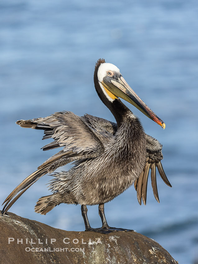 Brown Pelican Ruffles Its Feathers, distant Pacific Ocean in the background, winter adult breeding plumage, Pelecanus occidentalis, Pelecanus occidentalis californicus, La Jolla, California