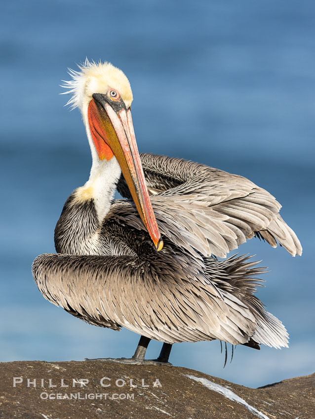 Brown Pelican Ruffles Its Feathers, distant Pacific Ocean in the background, winter adult non-breeding plumage, turning back to look at the camera as it preens. La Jolla, California, USA, Pelecanus occidentalis, Pelecanus occidentalis californicus, natural history stock photograph, photo id 38895