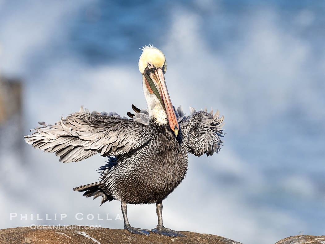 Brown Pelican Ruffles Its Feathers, distant Pacific Ocean in the background, winter adult non-breeding plumage., Pelecanus occidentalis, Pelecanus occidentalis californicus, natural history stock photograph, photo id 38941