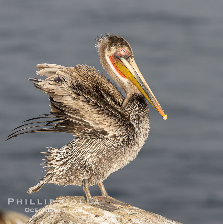 Brown pelican immature plumage, likely second winter coloration approaching breeding plumage, on cliff over the ocean. La Jolla, California, USA, Pelecanus occidentalis, Pelecanus occidentalis californicus, natural history stock photograph, photo id 38706