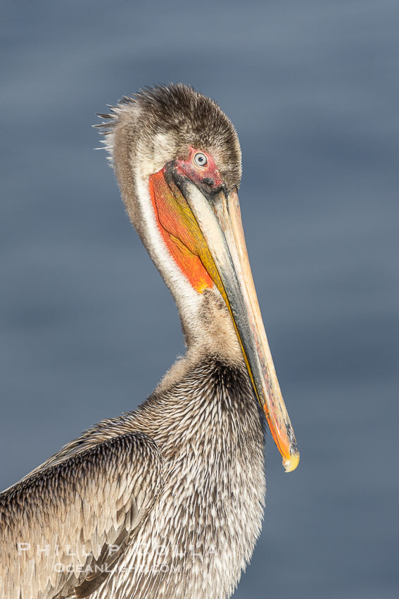 Brown pelican immature plumage, likely second winter coloration approaching breeding plumage, on cliff over the ocean. La Jolla, California, USA, Pelecanus occidentalis, Pelecanus occidentalis californicus, natural history stock photograph, photo id 38704