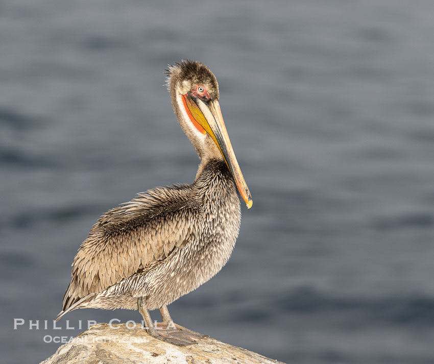 Brown pelican immature plumage, likely second winter coloration approaching breeding plumage, on cliff over the ocean. La Jolla, California, USA, Pelecanus occidentalis, Pelecanus occidentalis californicus, natural history stock photograph, photo id 38707