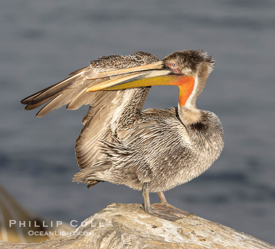 Brown pelican immature plumage, likely second winter coloration approaching breeding plumage, on cliff over the ocean., Pelecanus occidentalis, Pelecanus occidentalis californicus, natural history stock photograph, photo id 38705