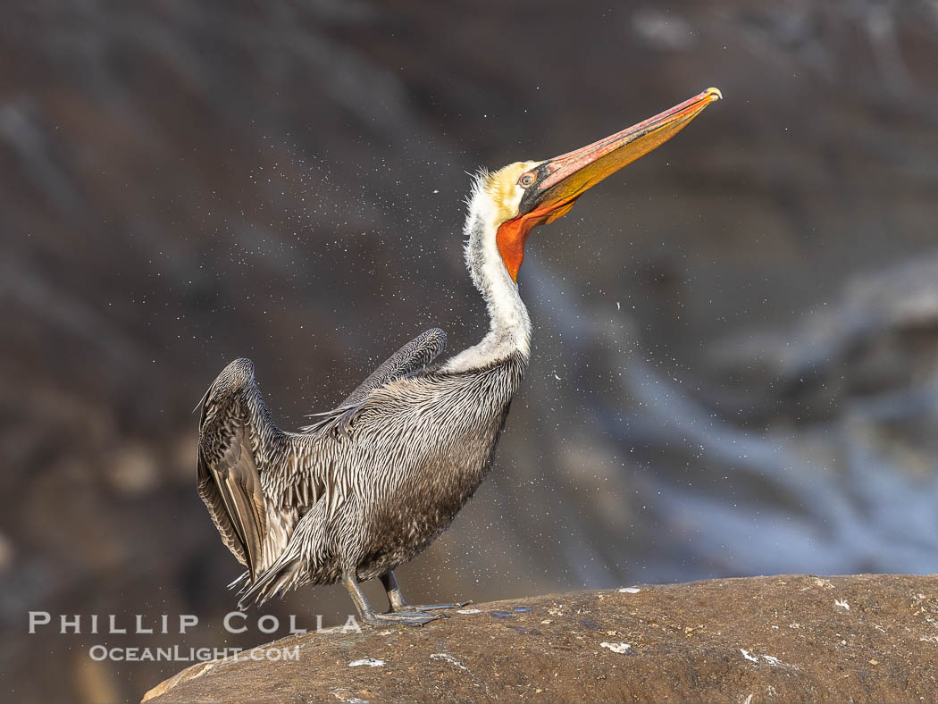 Brown Pelican shakes its feathers, water droplets flying, drying off after foraging on the ocean, Pelecanus occidentalis, Pelecanus occidentalis californicus, La Jolla, California