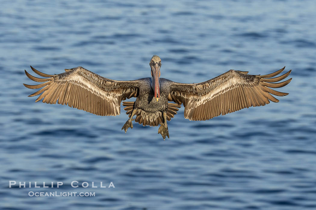 Brown pelican in flight, spreading wings wide to slow in anticipation of landing on seacliffs. La Jolla, California, USA, Pelecanus occidentalis, Pelecanus occidentalis californicus, natural history stock photograph, photo id 38696