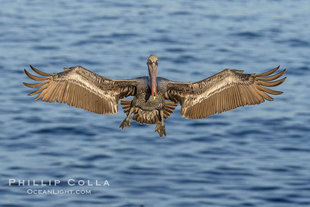 Brown pelican in flight, spreading wings wide to slow in anticipation of landing on seacliffs., Pelecanus occidentalis, Pelecanus occidentalis californicus, natural history stock photograph, photo id 38696