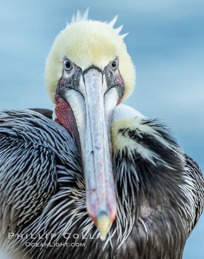 Brown pelican stares directly at photographer, adult winter non-breeding plumage, Pelecanus occidentalis, Pelecanus occidentalis californicus, La Jolla, California