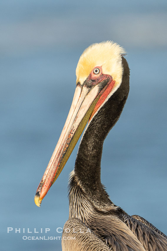 Brown Pelican Transitioning to Winter Breeding Plumage, note the hind neck feathers (brown) are just filling in, the bright yellow head and red throat., Pelecanus occidentalis californicus, Pelecanus occidentalis, natural history stock photograph, photo id 39900