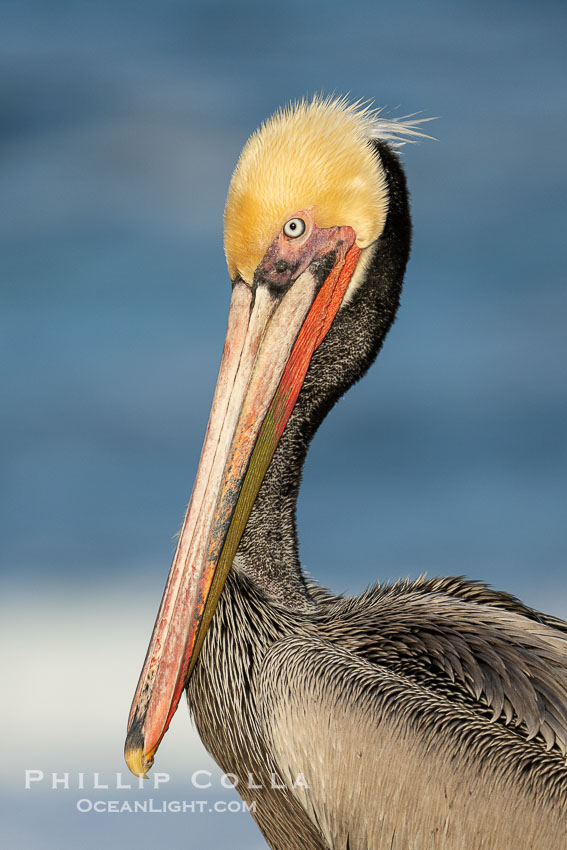 Brown Pelican Transitioning to Winter Breeding Plumage, note the hind neck feathers (brown) are just filling in, the bright yellow head and red throat., Pelecanus occidentalis californicus, Pelecanus occidentalis, natural history stock photograph, photo id 39893
