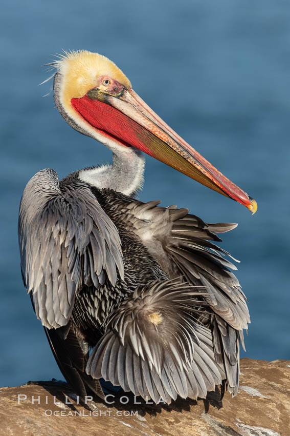 A brown pelican preening, uropygial gland (preen gland) visible near the base of its tail. Preen oil from the uropygial gland is spread by the pelican's beak and back of its head to all other feathers on the pelican, helping to keep them water resistant and dry. Note adult winter breeding plumage in display, with brown neck, red gular throat pouch and yellow and white head.  This adult is just transitioning to the brown hind neck that characterizes breeding brown pelicans. La Jolla, California, USA, Pelecanus occidentalis, Pelecanus occidentalis californicus, natural history stock photograph, photo id 36682