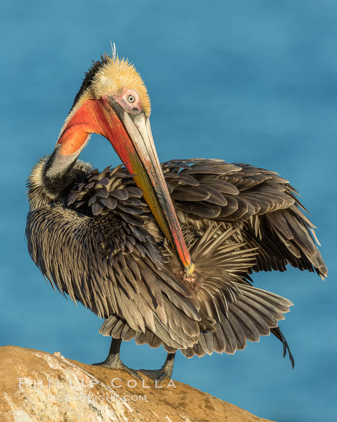 A brown pelican preening, reaching with its beak to the uropygial gland (preen gland) near the base of its tail. Preen oil from the uropygial gland is spread by the pelican's beak and back of its head to all other feathers on the pelican, helping to keep them water resistant and dry, Pelecanus occidentalis, Pelecanus occidentalis californicus, La Jolla, California