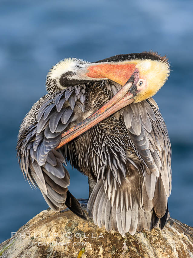 A California brown pelican preening, rubbing the back of its head and neck on the uropygial gland (preen gland) near the base of its tail. Preen oil from the uropygial gland is spread by the pelican's beak and back of its head to all other feathers on the pelican, helping to keep them water resistant and dry. La Jolla, USA, Pelecanus occidentalis, Pelecanus occidentalis californicus, natural history stock photograph, photo id 37658