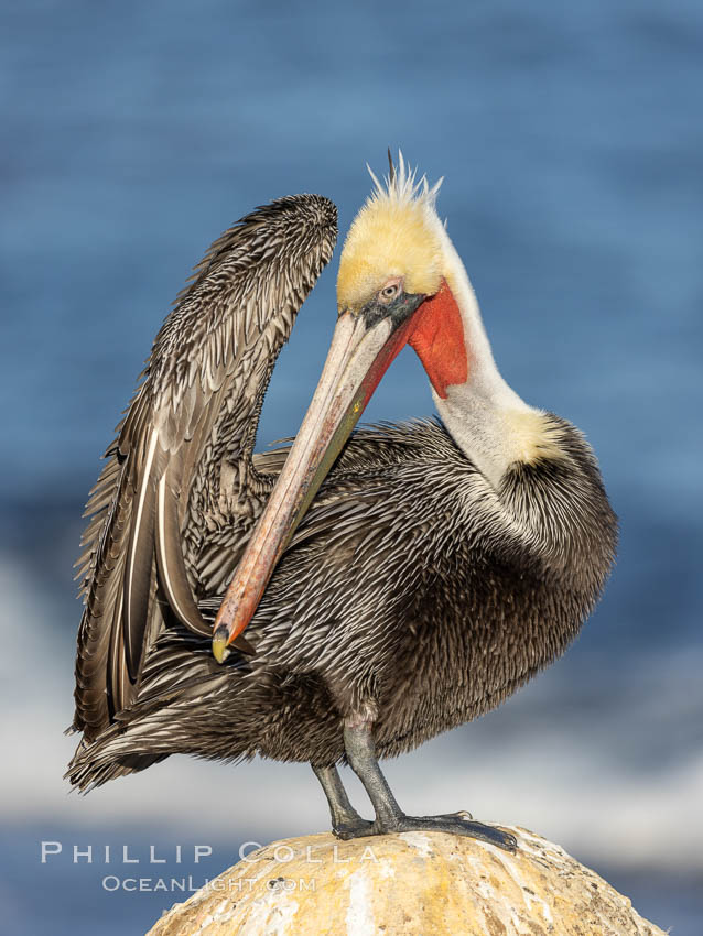 A brown pelican preening, reaching with its beak to the uropygial gland (preen gland) near the base of its tail. Preen oil from the uropygial gland is spread by the pelican's beak and back of its head to all other feathers on the pelican, helping to keep them water resistant and dry. La Jolla, California, USA, Pelecanus occidentalis, Pelecanus occidentalis californicus, natural history stock photograph, photo id 37726