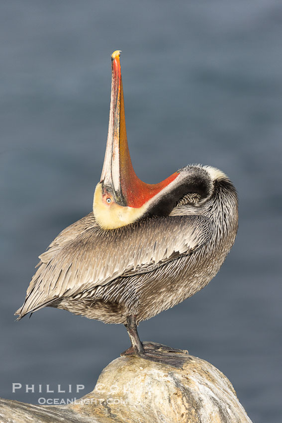 Pelican yoga, Utthita Tadasan, extended mountain pose with backbend. A California brown pelican preening, rubbing the back of its head and neck on the uropygial gland (preen gland) near the base of its tail. Preen oil from the uropygial gland is spread by the pelican's beak and back of its head to all other feathers on the pelican, helping to keep them water resistant and dry. Adult winter breeding plumage showing brown hindneck and red gular throat pouch, La Jolla