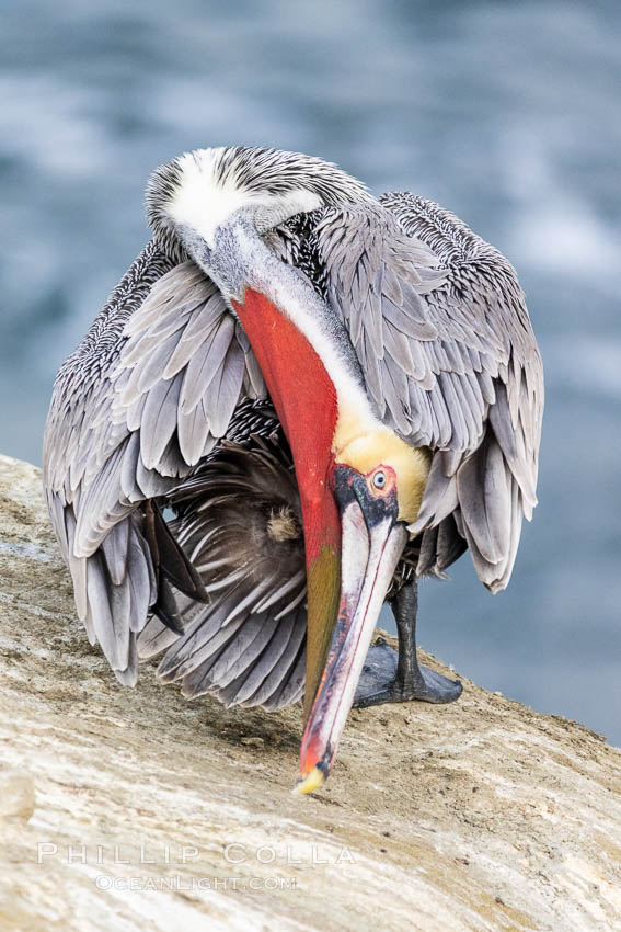 A California brown pelican preening, rubbing the back of its head and neck on the uropygial gland (preen gland) near the base of its tail. Preen oil from the uropygial gland is spread by the pelican's beak and back of its head to all other feathers on the pelican, helping to keep them water resistant and dry. Adult winter breeding plumage showing white hindneck and red gular throat pouch. La Jolla, USA, Pelecanus occidentalis, Pelecanus occidentalis californicus, natural history stock photograph, photo id 37627
