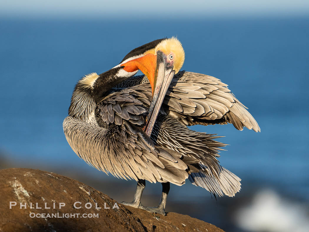 A brown pelican preening, reaching with its beak to the uropygial gland (preen gland) near the base of its tail. Preen oil from the uropygial gland is spread by the pelican's beak and back of its head to all other feathers on the pelican, helping to keep them water resistant and dry. La Jolla, California, USA, Pelecanus occidentalis, Pelecanus occidentalis californicus, natural history stock photograph, photo id 40075