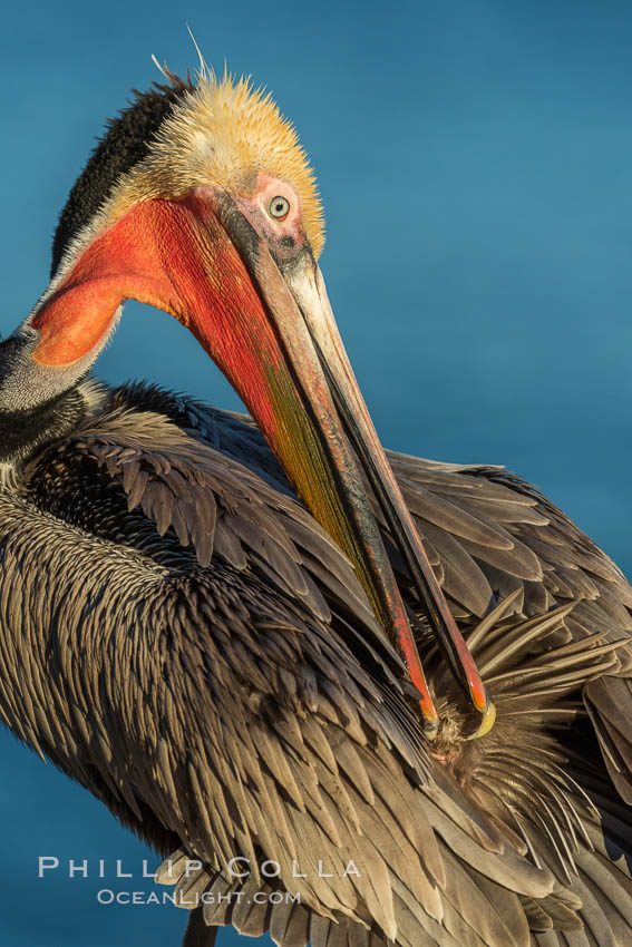 A brown pelican preening, reaching with its beak to the uropygial gland (preen gland) near the base of its tail. Preen oil from the uropygial gland is spread by the pelican's beak and back of its head to all other feathers on the pelican, helping to keep them water resistant and dry, Pelecanus occidentalis, Pelecanus occidentalis californicus, La Jolla, California