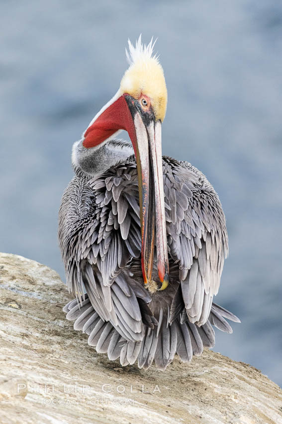 A California brown pelican preening, reaching with its beak to the uropygial gland (preen gland) near the base of its tail. Preen oil from the uropygial gland is spread by the pelican's beak and back of its head to all other feathers on the pelican, helping to keep them water resistant and dry. Adult winter breeding plumage showing white hindneck and red gular throat pouch. La Jolla, USA, Pelecanus occidentalis, Pelecanus occidentalis californicus, natural history stock photograph, photo id 37625