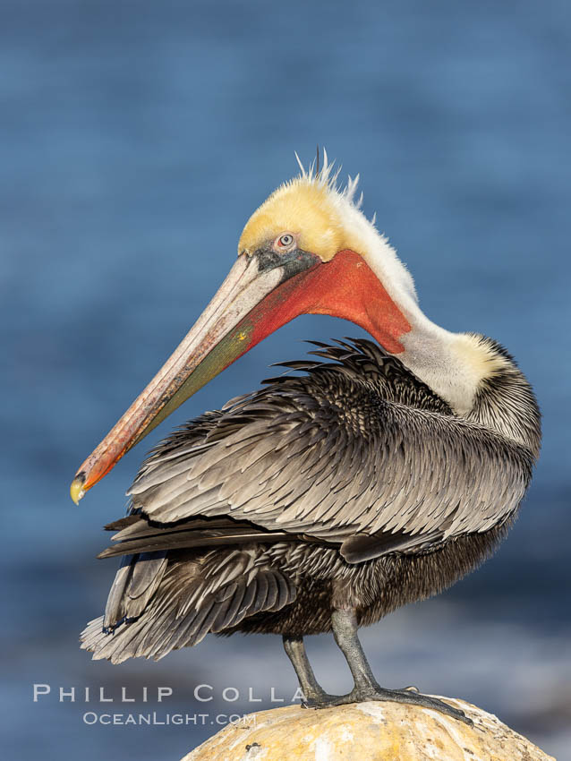 A brown pelican preening, reaching with its beak to the uropygial gland (preen gland) near the base of its tail. Preen oil from the uropygial gland is spread by the pelican's beak and back of its head to all other feathers on the pelican, helping to keep them water resistant and dry, Pelecanus occidentalis, Pelecanus occidentalis californicus, La Jolla, California