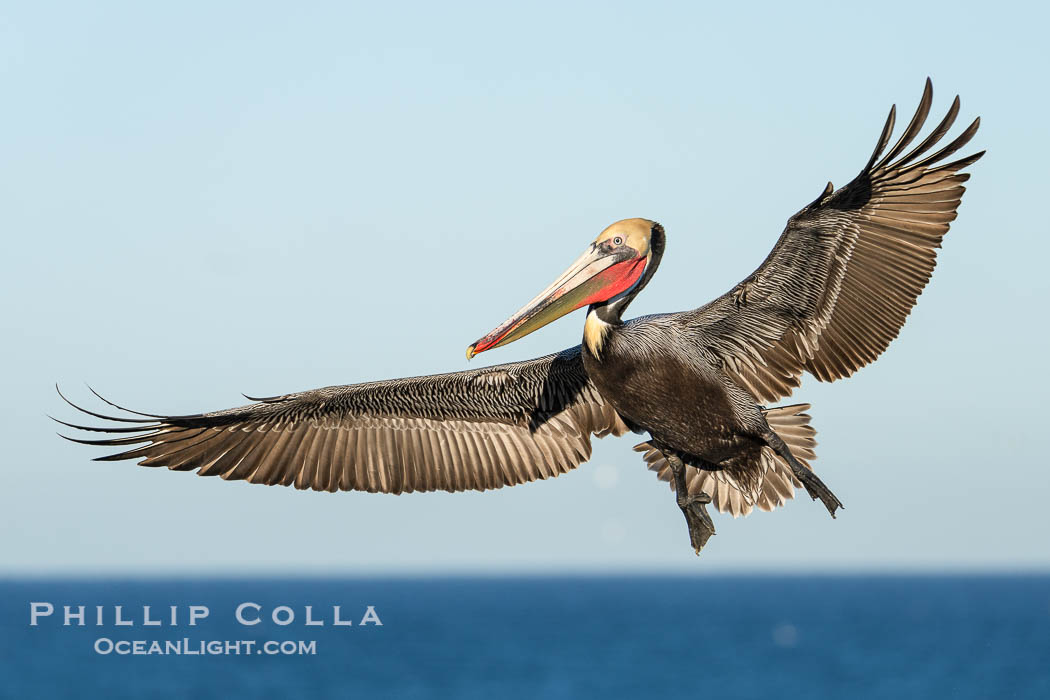 This California Brown Pelican has its wings spread full wide as it flies over the ocean. The wingspan of the brown pelican can reach 7 feet wide. La Jolla, USA, Pelecanus occidentalis, Pelecanus occidentalis californicus, natural history stock photograph, photo id 40065