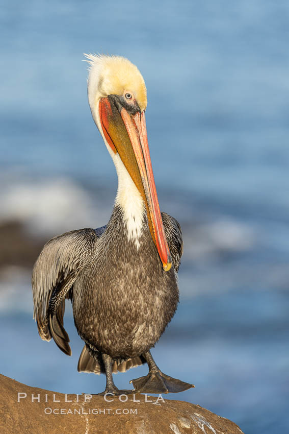 Brown pelican with red-orange bill, such rich colors in the plumage and bill of the California race of the Brown Pelican are seen in the heart of breeding season. La Jolla, USA, Pelecanus occidentalis, Pelecanus occidentalis californicus, natural history stock photograph, photo id 37621