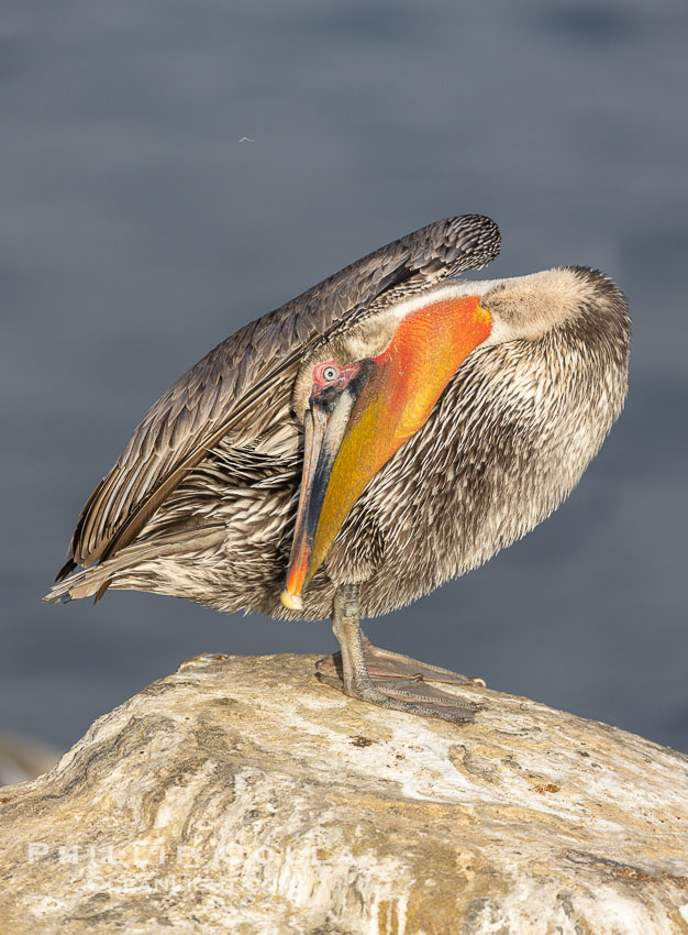 Bhunamanasana, greeting the earth pose, pelican yoga. Brown pelican doing yoga, actually its preening, bending its neck back to spread preen oil on the back of the head and neck,  likely second winter coloration. La Jolla, California, USA, Pelecanus occidentalis, Pelecanus occidentalis californicus, natural history stock photograph, photo id 38804