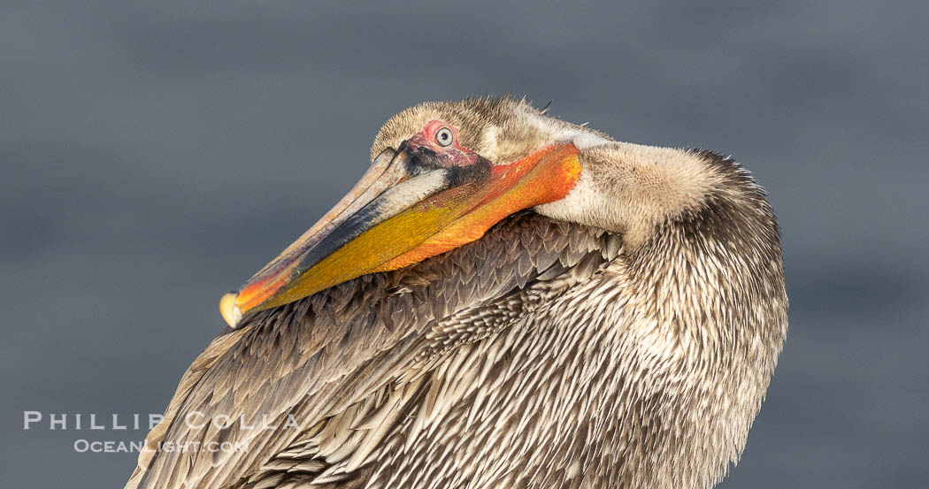 Marichyasana, sage twist pose, pelican yoga. Brown pelican doing yoga, actually its preening, bending its neck back to spread preen oil on the back of the head and neck,  likely second winter coloration. La Jolla, California, USA, Pelecanus occidentalis, Pelecanus occidentalis californicus, natural history stock photograph, photo id 38805