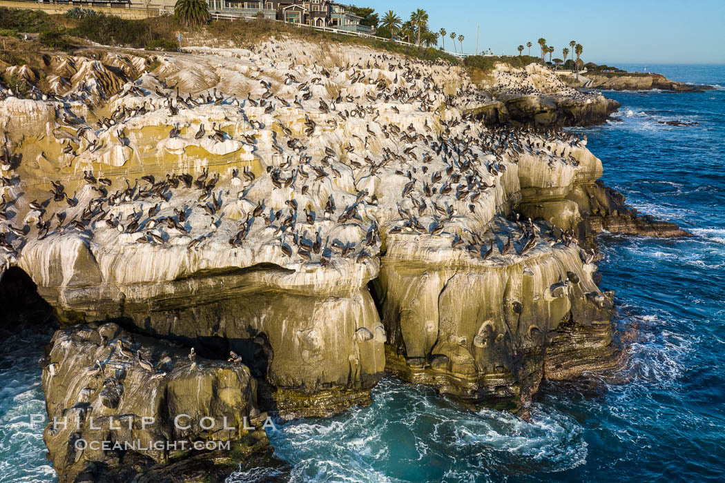 Brown Pelicans gather in large numbers on coastal cliffs, Goldfish Point near the Clam in La Jolla. California, USA, Pelecanus occidentalis, Pelecanus occidentalis californicus, natural history stock photograph, photo id 37954