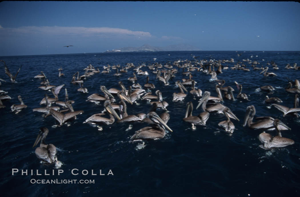 Brown pelicans feeding on krill. Coronado Islands (Islas Coronado), Baja California, Mexico, Pelecanus occidentalis, natural history stock photograph, photo id 05727