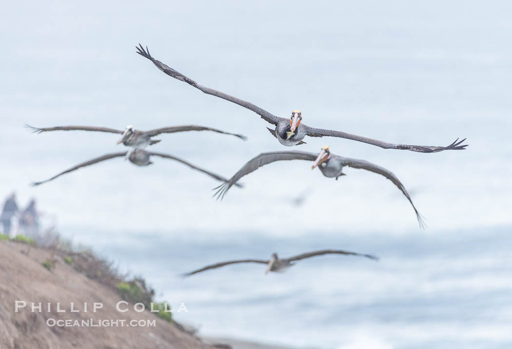 Pelican in Flight over Huge Waves in La Jolla, foamy ocean water background, people watching from the cliffs, Pelecanus occidentalis, Pelecanus occidentalis californicus