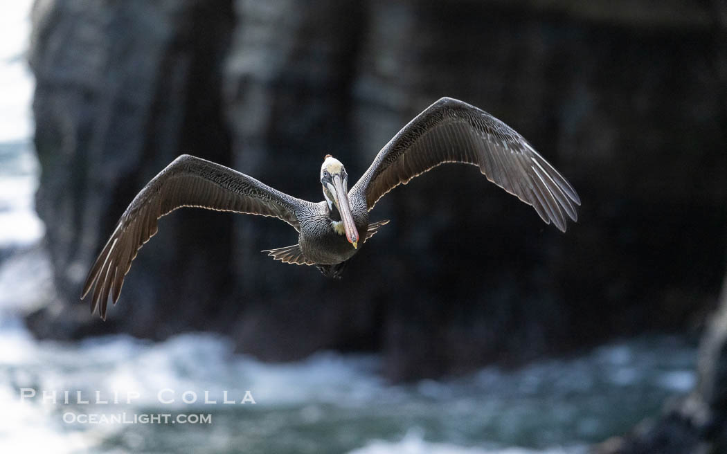 Brown Pelican Flying Along Sheer Ocean Cliffs, rare westerly winds associated with a storm allow pelicans to glide along La Jolla's cliffs as they approach shelves and outcroppings on which to land. Backlit by rising sun during stormy conditions. California, USA, Pelecanus occidentalis, Pelecanus occidentalis californicus, natural history stock photograph, photo id 38874