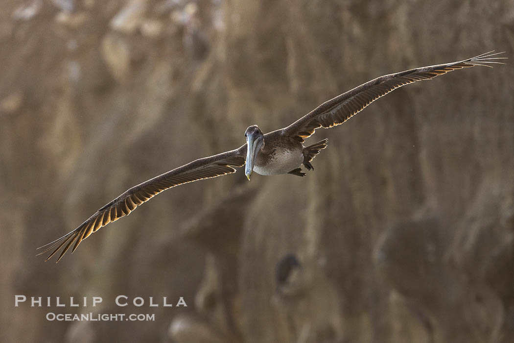 Brown Pelicans Flying Along Sheer Ocean Cliffs, rare westerly winds associated with a storm allow pelicans to glide along La Jolla's cliffs as they approach shelves and outcroppings on which to land. Backlit by rising sun during stormy conditions. California, USA, Pelecanus occidentalis, Pelecanus occidentalis californicus, natural history stock photograph, photo id 38878