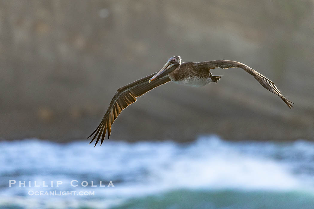 Brown Pelican Flying Along Sheer Ocean Cliffs, rare westerly winds associated with a storm allow pelicans to glide along La Jolla's cliffs as they approach shelves and outcroppings on which to land. Backlit by rising sun during stormy conditions, Pelecanus occidentalis, Pelecanus occidentalis californicus