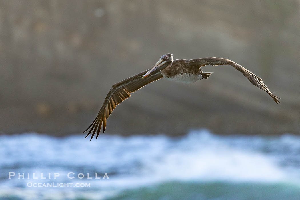 Brown Pelican Flying Along Sheer Ocean Cliffs, rare westerly winds associated with a storm allow pelicans to glide along La Jolla's cliffs as they approach shelves and outcroppings on which to land. Backlit by rising sun during stormy conditions, Pelecanus occidentalis, Pelecanus occidentalis californicus Brown Pelican Flying Along Sheer Ocean Cliffs, rare westerly winds associated with a storm allow pelicans to glide along La Jolla's cliffs as they approach shelves and outcroppings on which to land. Backlit by rising sun during stormy conditions, Pelecanus occidentalis, Pelecanus occidentalis californicus