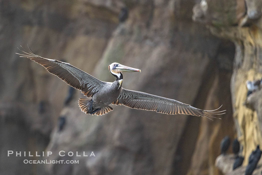 Brown Pelican Flying Along Sheer Ocean Cliffs, rare westerly winds associated with a storm allow pelicans to glide along La Jolla's cliffs as they approach shelves and outcroppings on which to land. Backlit by rising sun during stormy conditions, Pelecanus occidentalis, Pelecanus occidentalis californicus