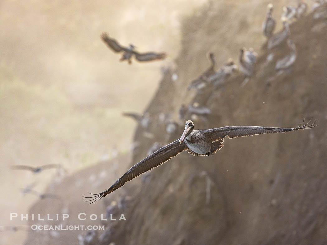 Brown Pelicans Flying Along Sheer Ocean Cliffs, rare westerly winds associated with a storm allow pelicans to glide along La Jolla's cliffs as they approach shelves and outcroppings on which to land. Backlit by rising sun during stormy conditions. California, USA, Pelecanus occidentalis, Pelecanus occidentalis californicus, natural history stock photograph, photo id 38867