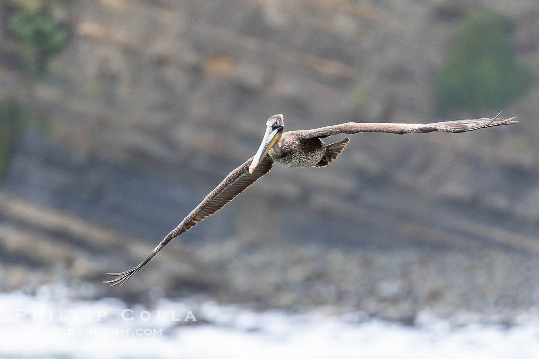 Brown Pelican Flying Along Sheer Ocean Cliffs, rare westerly winds associated with a storm allow pelicans to glide along La Jolla's cliffs as they approach shelves and outcroppings on which to land. Backlit by rising sun during stormy conditions, Pelecanus occidentalis, Pelecanus occidentalis californicus