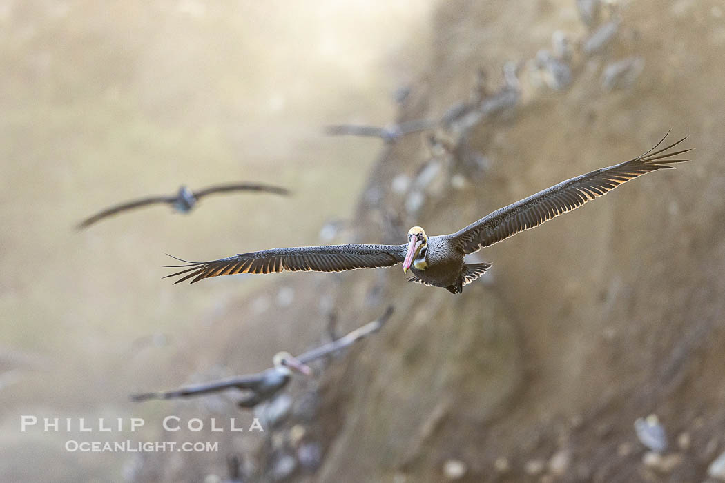 Brown Pelicans Flying Along Sheer Ocean Cliffs, rare westerly winds associated with a storm allow pelicans to glide along La Jolla's cliffs as they approach shelves and outcroppings on which to land. Backlit by rising sun during stormy conditions, Pelecanus occidentalis, Pelecanus occidentalis californicus