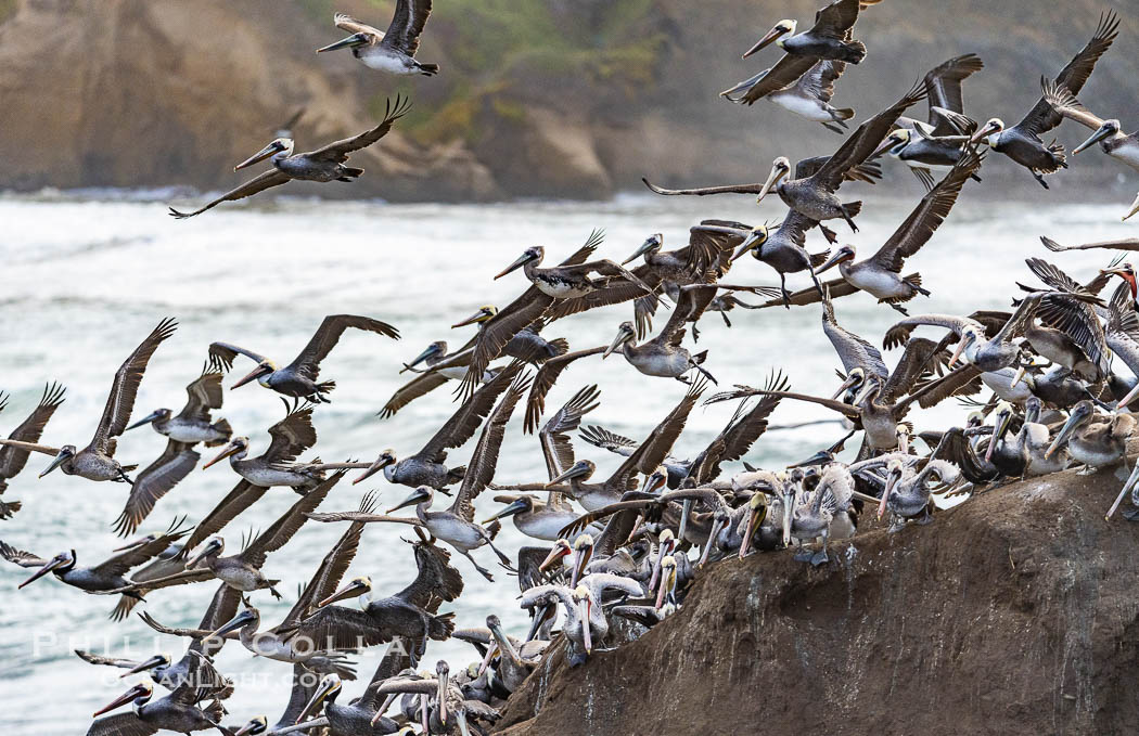 Brown Pelicans Flying En Masse Over Goldfish Point. Flushed by a large breaking wave, the enormous group of pelicans all take to the air at once. Backlit by early morning light during stormy conditions. La Jolla, California, USA, Pelecanus occidentalis, Pelecanus occidentalis californicus, natural history stock photograph, photo id 38870