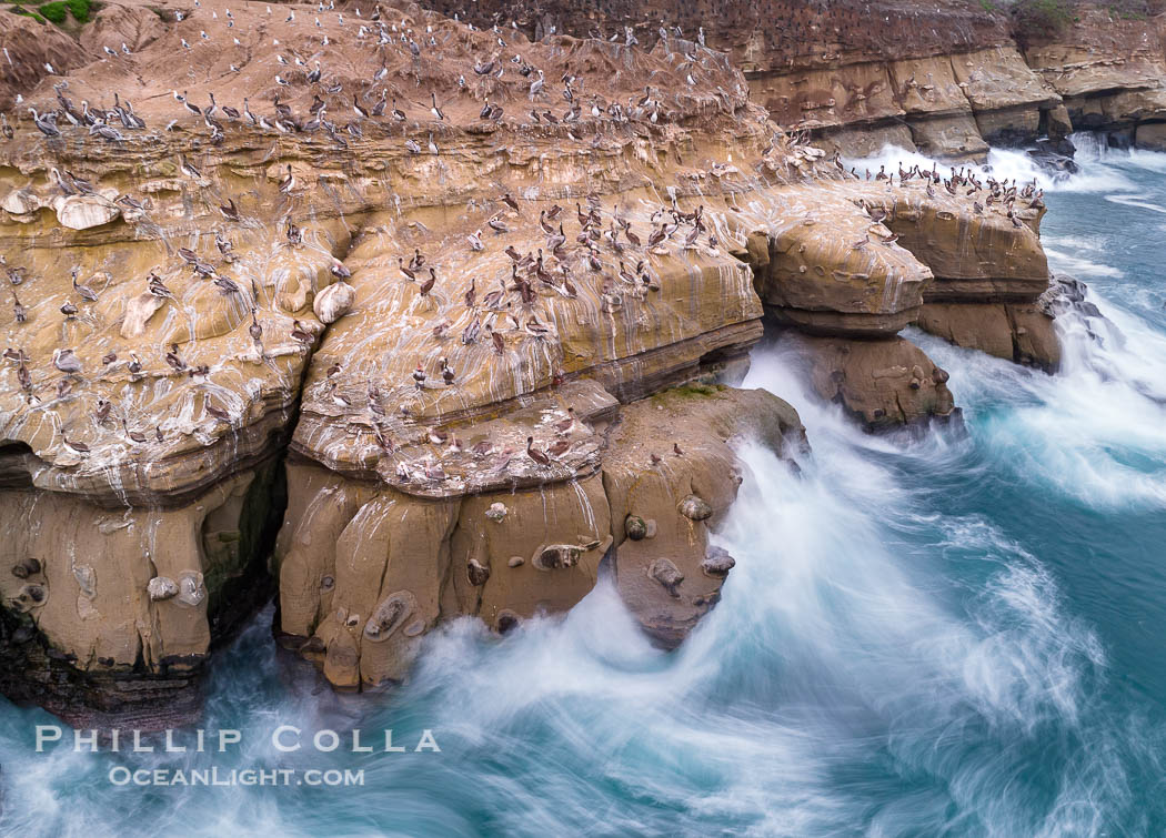 Brown Pelicans on Goldfish Point in La Jolla, time exposure blurs the large waves. California, USA, Pelecanus occidentalis, Pelecanus occidentalis californicus, natural history stock photograph, photo id 38864
