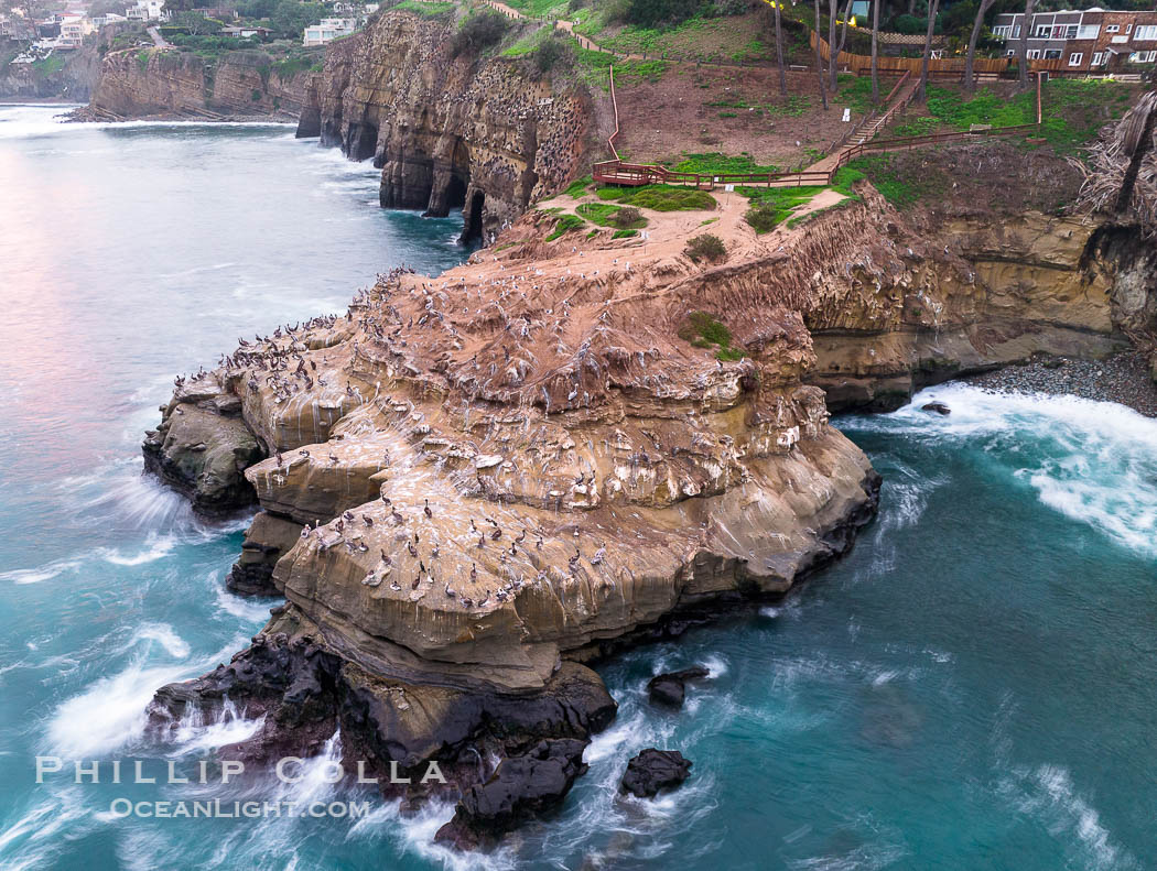 Brown Pelicans on Goldfish Point in La Jolla, time exposure blurs the large waves. California, USA, Pelecanus occidentalis, Pelecanus occidentalis californicus, natural history stock photograph, photo id 38863