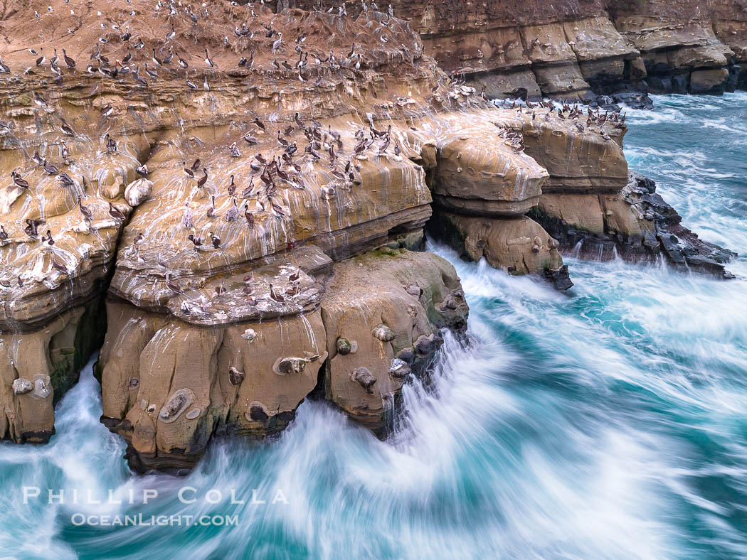 Brown Pelicans on Goldfish Point in La Jolla, time exposure blurs the large waves, Pelecanus occidentalis, Pelecanus occidentalis californicus