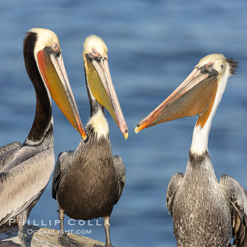 Three brown pelicans gossiping, meeting on cliffs over the sea to discuss the days fishing news. La Jolla, California, USA, natural history stock photograph, photo id 38697