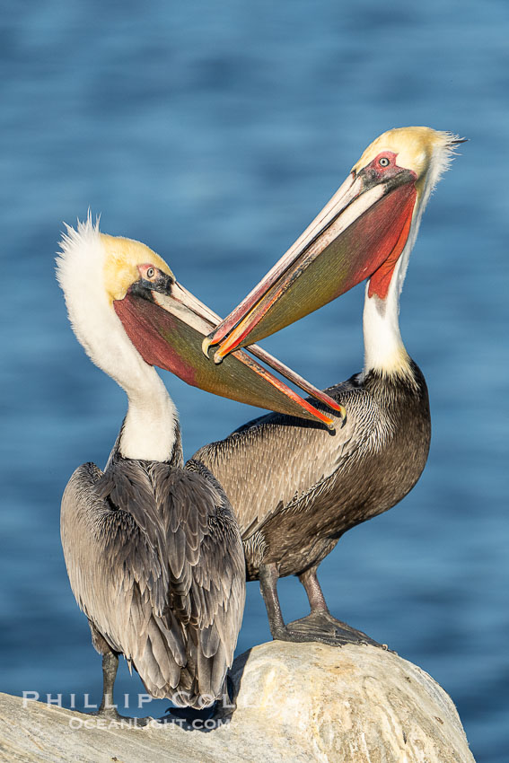 Brown pelicans jousting with their long bills, competing for space on a sea cliff over the ocean, with bright red throat, yellow and white head, adult non-breeding winter plumage. La Jolla, California, USA, Pelecanus occidentalis, Pelecanus occidentalis californicus, natural history stock photograph, photo id 39840