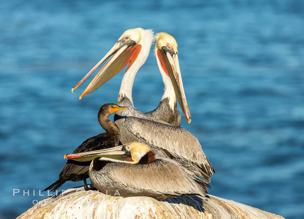 Brown pelicans and a double-crested cormorant rest onseacliffs above the ocean. In winter months, breeding adults assume a dramatic plumage with brown neck, yellow and white head and bright red-orange gular throat pouch. La Jolla, California, USA, Pelecanus occidentalis, Pelecanus occidentalis californicus, natural history stock photograph, photo id 36711