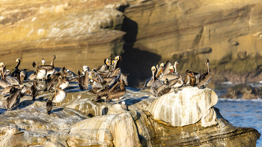 Brown pelicans rest and preen on seacliffs above the ocean. In winter months, breeding adults assume a dramatic plumage with brown neck, yellow and white head and bright red-orange gular throat pouch. La Jolla, California, USA, Pelecanus occidentalis, Pelecanus occidentalis californicus, natural history stock photograph, photo id 36713