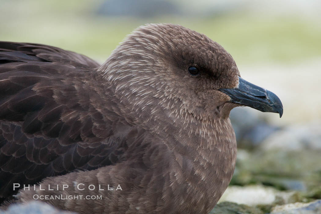 Brown skua in Antarctica. Cuverville Island, Antarctic Peninsula, Catharacta antarctica, Stercorarius antarctica, natural history stock photograph, photo id 25534